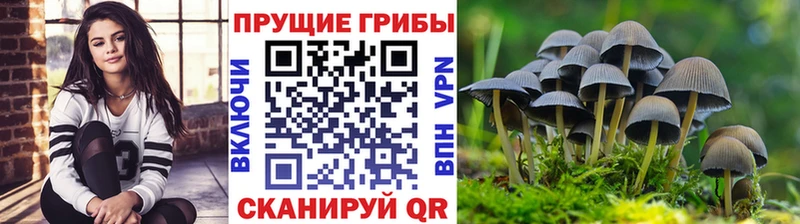 купить наркоту Малая Вишера Псилоцибиновые грибы мицелий